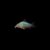 CORYDORA GREEN CAT