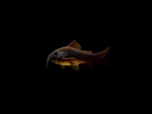 CORYDORA VENEZOLANA NEGRA