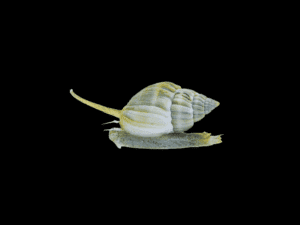 NASSARIUS SNAIL