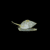 NASSARIUS SNAIL