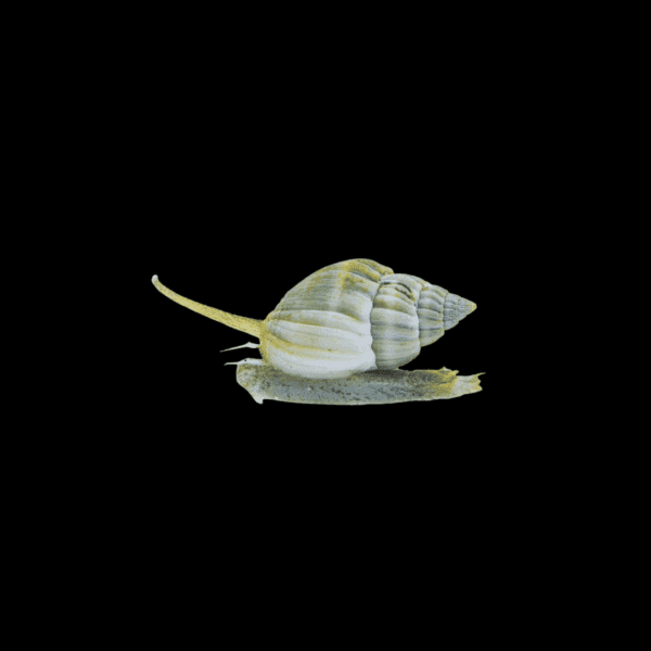 NASSARIUS SNAIL