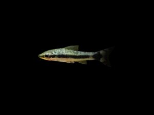 OTOCINCLUS