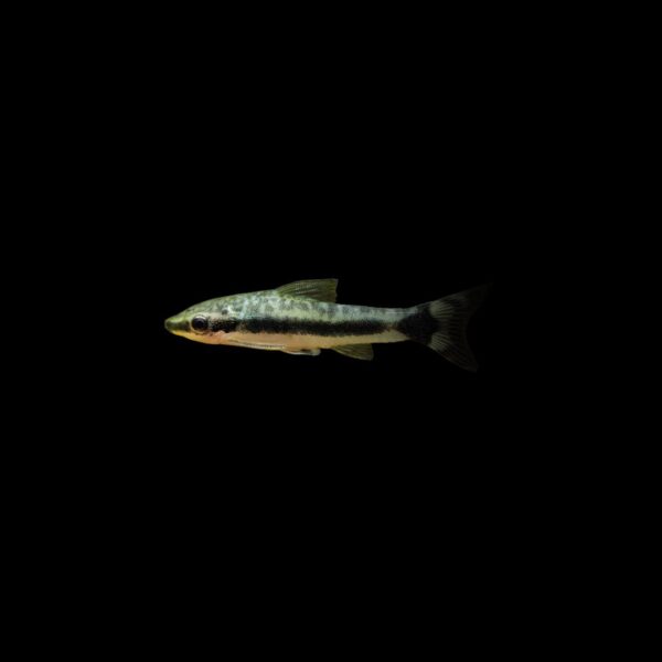 OTOCINCLUS