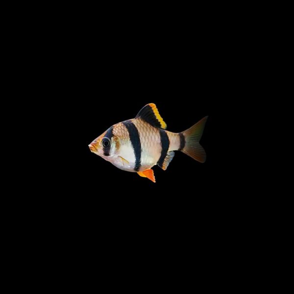 BARBO SUMATRANO