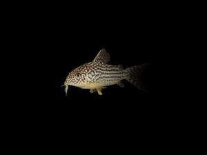CORYDORA SAN JUAN