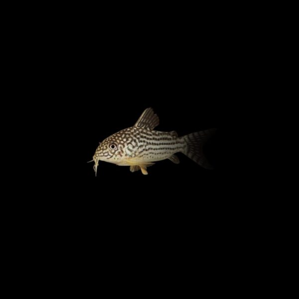 CORYDORA SAN JUAN