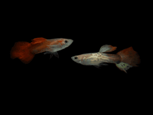GUPPY MACHO