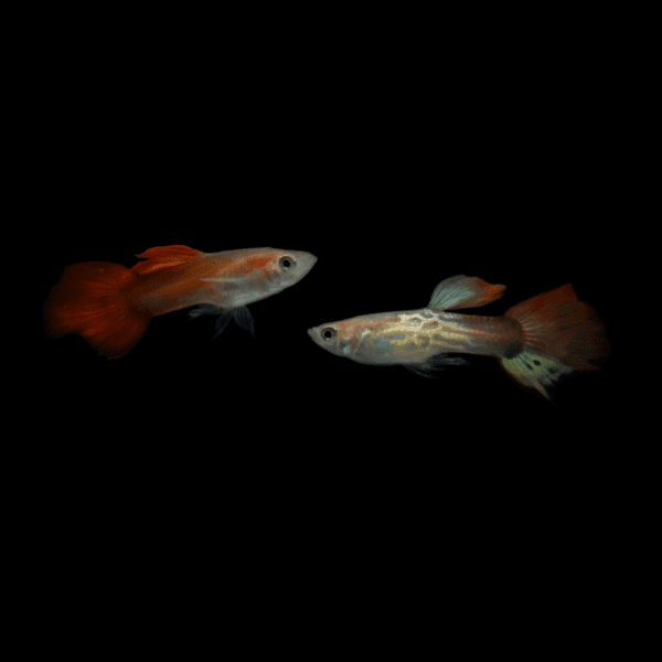 _DSC0134c GUPPY MACHO