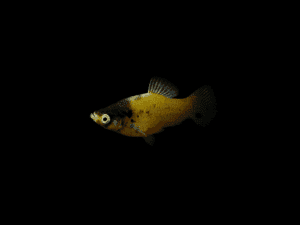 PLATY ABEJA