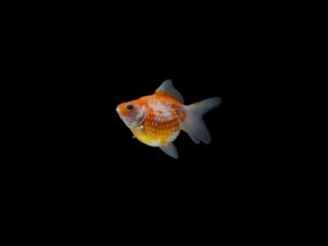 GOLDFISH PERLA
