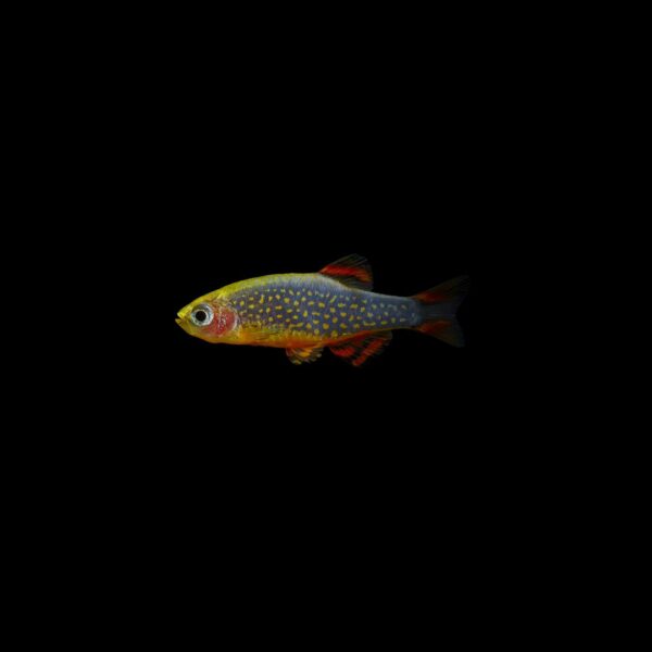 Microrasbora galaxy MICRORASBORA GALAXY