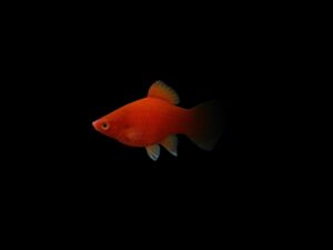 PLATY ROJO