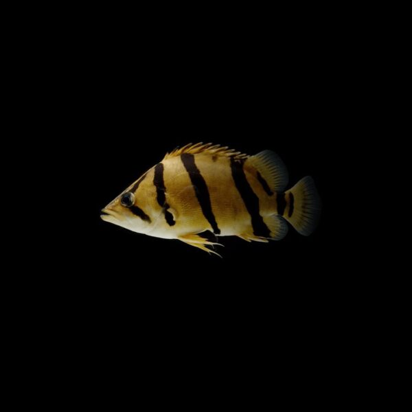 PEZ TIGRE SIAMÉS