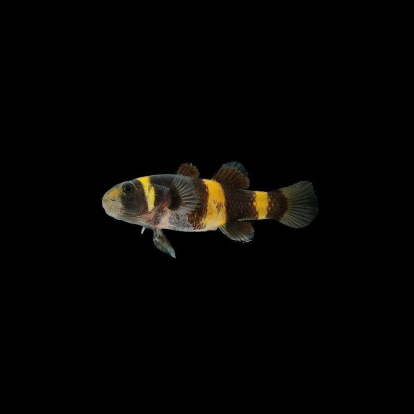 gobio abeja GOBIO ABEJA