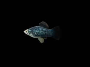 PLATY NEGRO