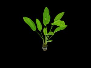ECHINODORUS RADICANS