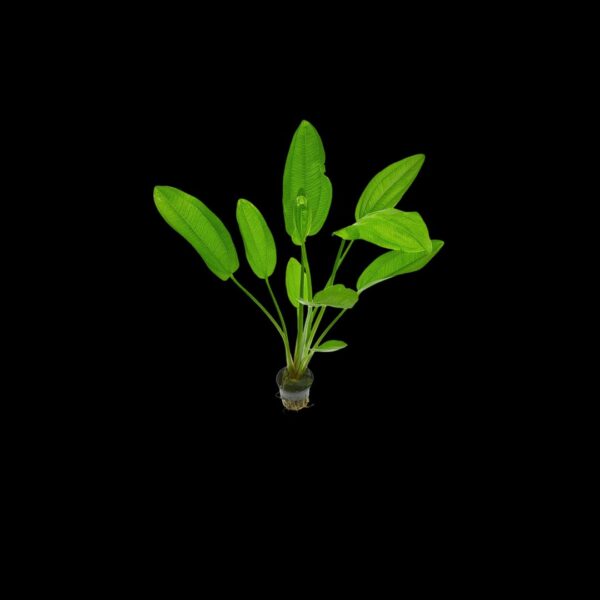 ECHINODORUS RADICANS