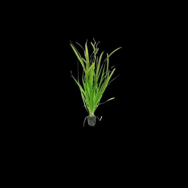 VALLISNERIA GIGANTE