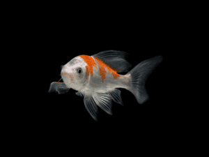 KOI MIX DE COLORES 10-12 CM