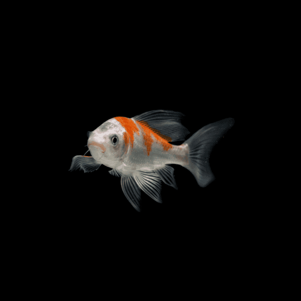 KOI MIX DE COLORES 10-12 CM