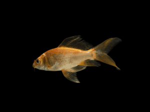 KOI MIX DE COLORES 6 CM