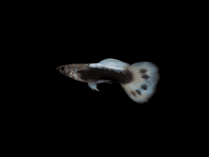GUPPY DESCARTE HB WHITE MACHO