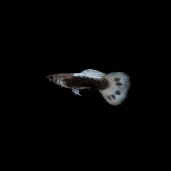 GUPPY DESCARTE HB WHITE MACHO