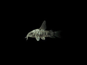CORYDORA PALEATUS