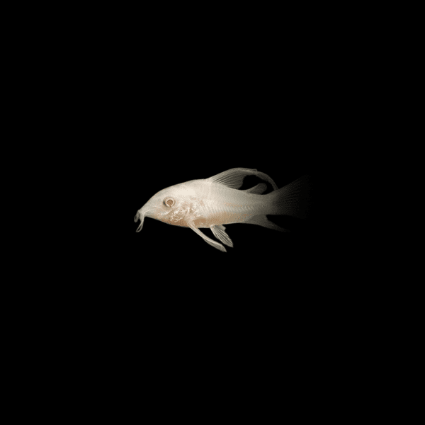 CORYDORA ALBINA VELO