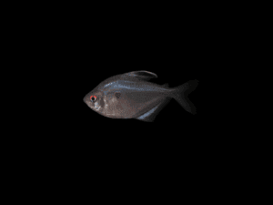 BLEEDING HEART TETRA