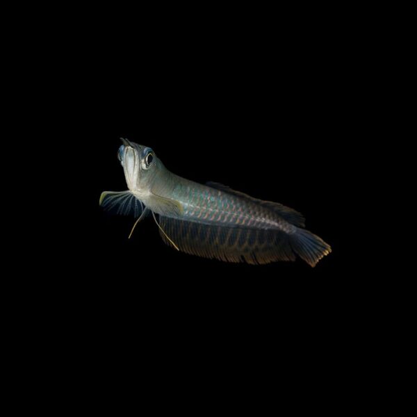 AROWANA PLATEADA 7CM