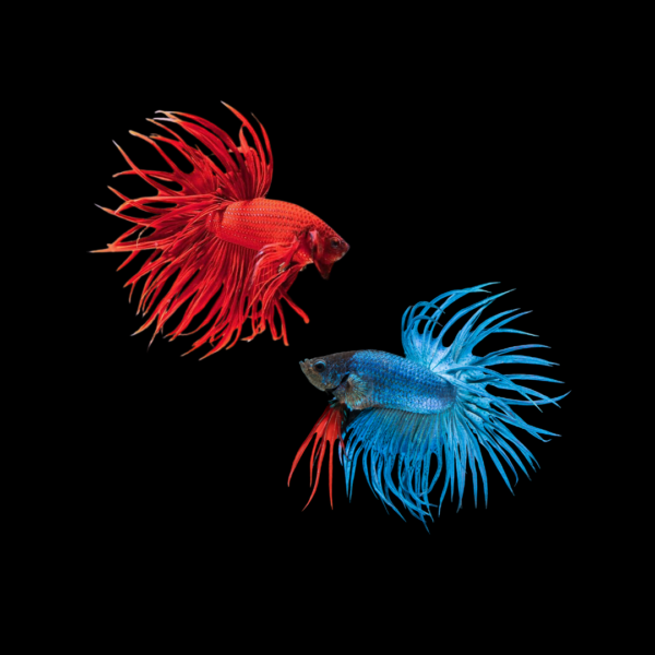 BETTA CROWNTAIL MIX COLOR MACHO