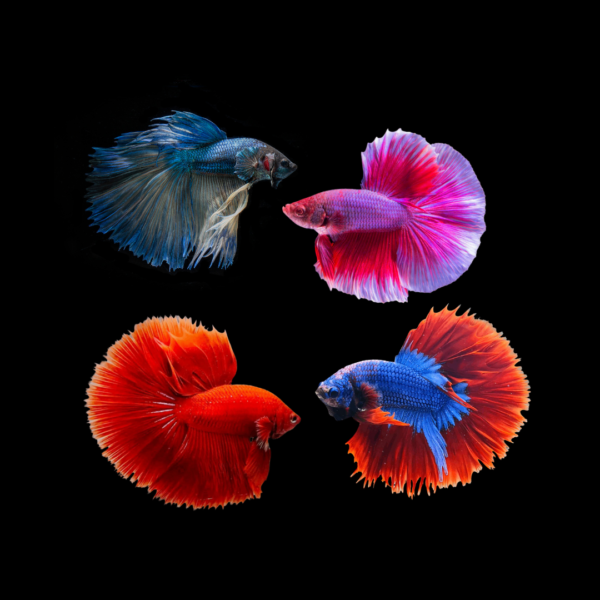 BETTA HALFMOON MIX COLOR MACHO
