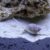 NASSARIUS SNAIL