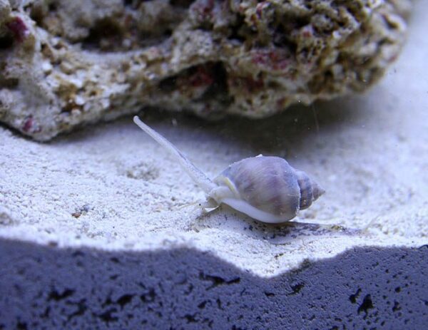 NASSARIUS SNAIL