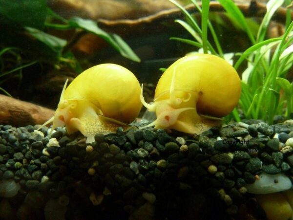 CARACOL MANZANA AMARILLO