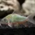 CORYDORA GREEN CAT