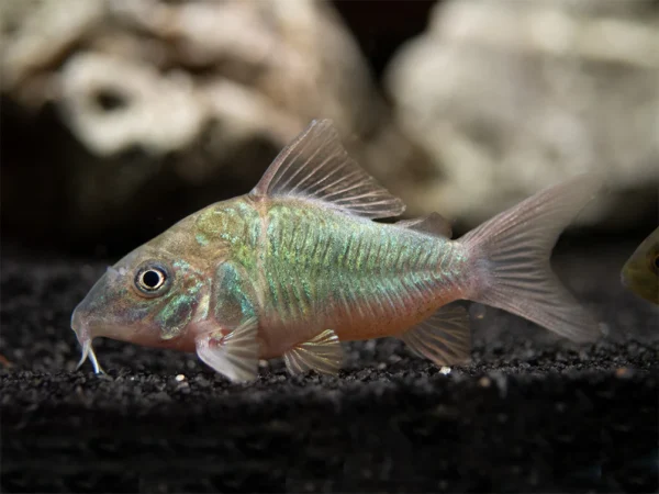 CORYDORA GREEN CAT