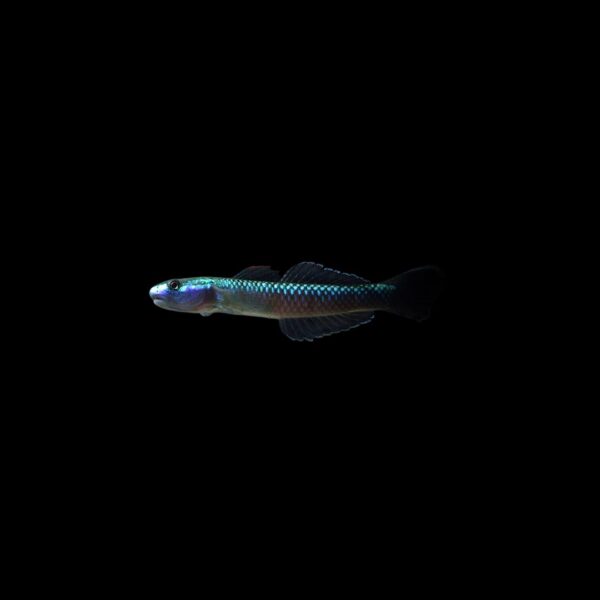 GOBIO NEÓN AZUL