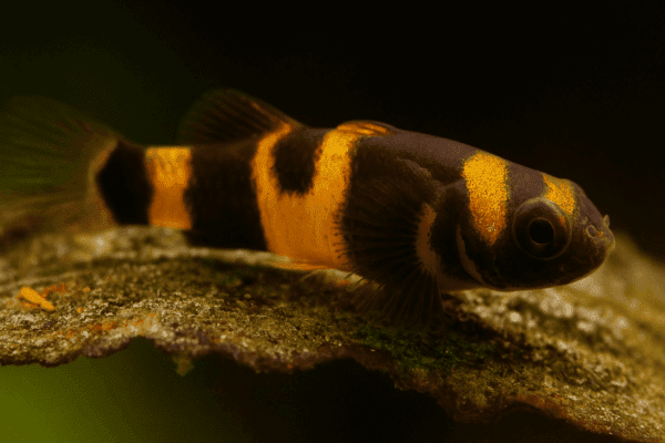 Gobioabeja2 GOBIO ABEJA