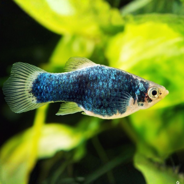 Platynegro2 PLATY NEGRO