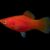 PLATY ROJO