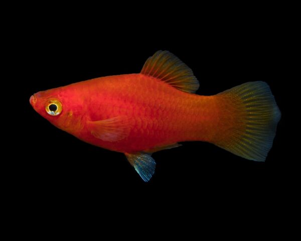 PLATY ROJO