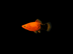 PLATY SAL Y PIMIENTA