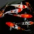 KOI MIX DE COLORES 15-17 CM