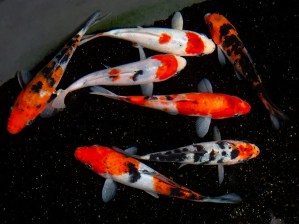 KOI MIX DE COLORES 15-17 CM