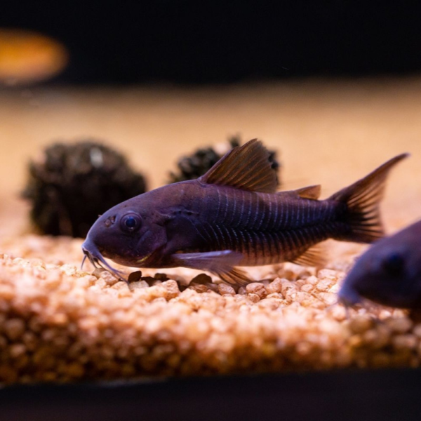 CORYDORA VENEZOLANA NEGRA