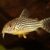CORYDORA SAN JUAN