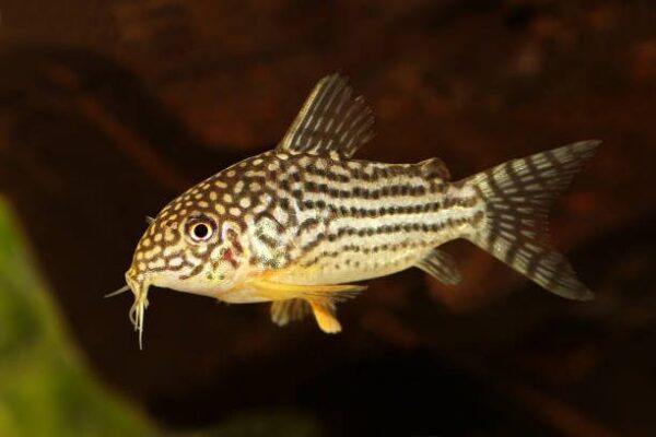 CORYDORA SAN JUAN