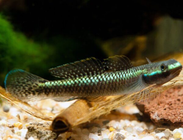 GOBIO NEÓN AZUL